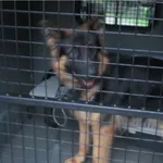 Znaleziono psa, Bydgoszcz, 3 sierpnia 2025