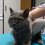 Znaleziono kota, Szczecin, 4 sierpnia 2025