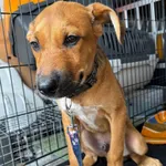 PIES Z INTERWENCJI 04.08.2025