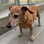 Znaleziono psa, Gdańsk, 5 sierpnia 2025