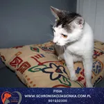 Kot do adopcji, Dębniak, 5 sierpnia 2025