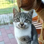 Kot do adopcji, Włocławek, 4 sierpnia 2025