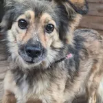 Pies do adopcji, Orzechowce, 3 sierpnia 2025