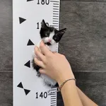 Znaleziono kota, Chełmek, 2 sierpnia 2025