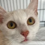 Znaleziono kota, Sosnowiec, 23 lipca 2025