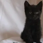 Kot do adopcji, Nowy Dwór Mazowiecki, 4 sierpnia 2025