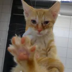 Znaleziono kota, Szczecin, 4 sierpnia 2025