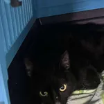 Znaleziono kota, Sosnowiec, 26 lipca 2025