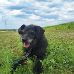 Pies do adopcji, Orzechowce, 13 lipca 2024