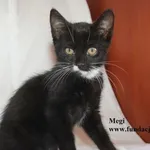 Kot do adopcji, Nowy Dwór Mazowiecki, 4 sierpnia 2025