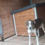 Pies do adopcji, Orzechowce, 3 sierpnia 2025
