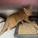 KOT Z INTERWENCJI 05.08.2025