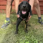 Znaleziono psa, Czartki, 6 sierpnia 2025