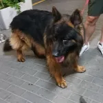 PIES ZNALEZIONY 06.08.2025