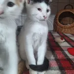 Kot do adopcji, Orzechowce, 5 sierpnia 2025