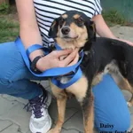Daisy