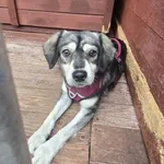 Pies do adopcji, Gorzów Wielkopolski, 5 sierpnia 2025