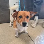 Znaleziono psa, Chełmek, 5 sierpnia 2025