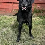 Znaleziono psa, Czartki, 6 sierpnia 2025