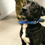 Pies odnaleziony w dniu 05.08.07.2025 r. przy ul. Grunwaldzkiej.