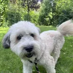 13175/141/25 Puffi -   data przyjęcia - 05.08.2025