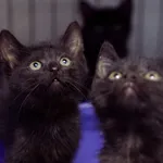 Znaleziono kota, Sosnowiec, 5 sierpnia 2025