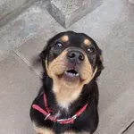 Znaleziono psa, Gdańsk, 7 sierpnia 2025