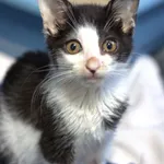 Znaleziono kota, Sosnowiec, 31 lipca 2025