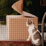 Kot do adopcji, Czartki, 6 sierpnia 2025