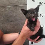 Przyjęty: 2025-08-05 Gmina: Libiąż Płeć: Kocur Opis: europejska, czarne