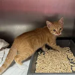 Znaleziono kota, Gdańsk, 6 sierpnia 2025