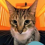 Znaleziono kota, Gdynia, 6 sierpnia 2025