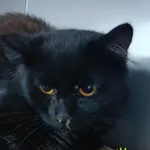 Kotka Awaria rezerwacja