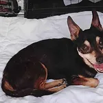 Znaleziono psa, Sosnowiec, 2 sierpnia 2025