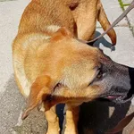 SUCZKA PRZYWIEZIONA Z INTERWENCJI 06-08-2025