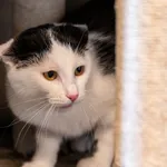 Kot do adopcji, Racławice, 4 sierpnia 2025