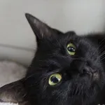 Znaleziono kota, Sosnowiec, 5 sierpnia 2025