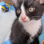 Kot do adopcji, Olsztyn, 25 lipca 2025