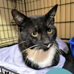 Znaleziono kota, Gdynia, 6 sierpnia 2025