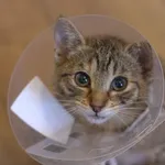 Alina Krawczyk 380/2025