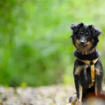 Znaleziono psa, Sosnowiec, 3 sierpnia 2025