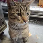 Znaleziono kota, Gdańsk, 7 sierpnia 2025