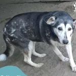 Znaleziono psa, Dąbrówka, 6 sierpnia 2025