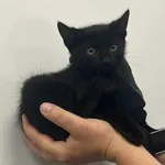 Kocurek poz. 25/514/K