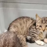 Znaleziono kota, Toruń, 3 sierpnia 2025