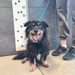 Znaleziono psa, Chełmek, 8 sierpnia 2025