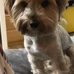 Zaginął pies, Łódź, 8 sierpnia 2025