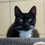 Kot do adopcji, Gdynia, 7 sierpnia 2025