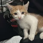 Kocurek poz. 25/509/K