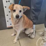 Znaleziono psa, Chełmek, 6 sierpnia 2025